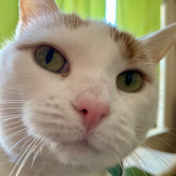 Meet your Posher, Angela - Picture 2 of 8